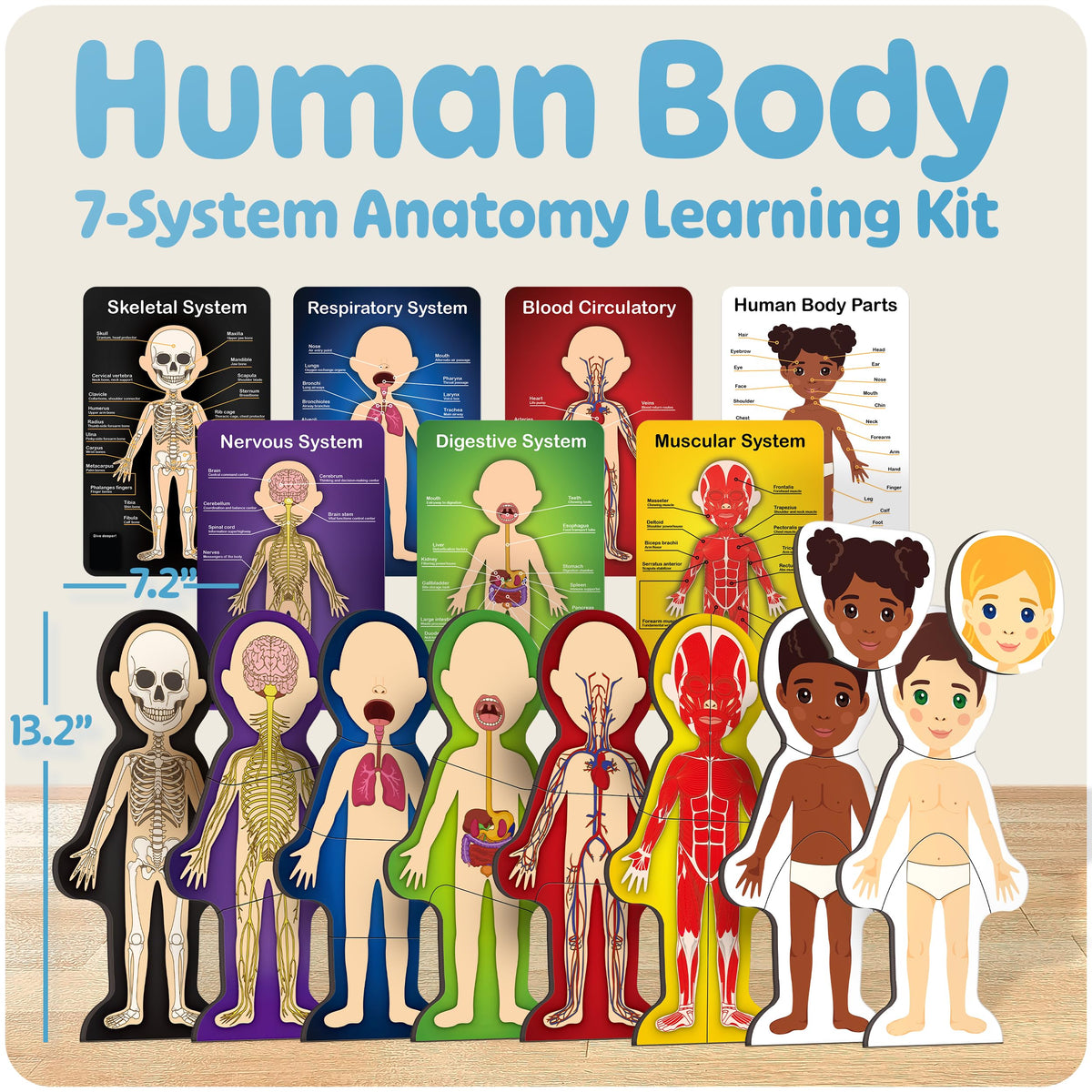 HMmagnets MyBody muscular layer highlights muscle layout for learning