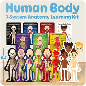 HMmagnets MyBody muscular layer highlights muscle layout for learning
