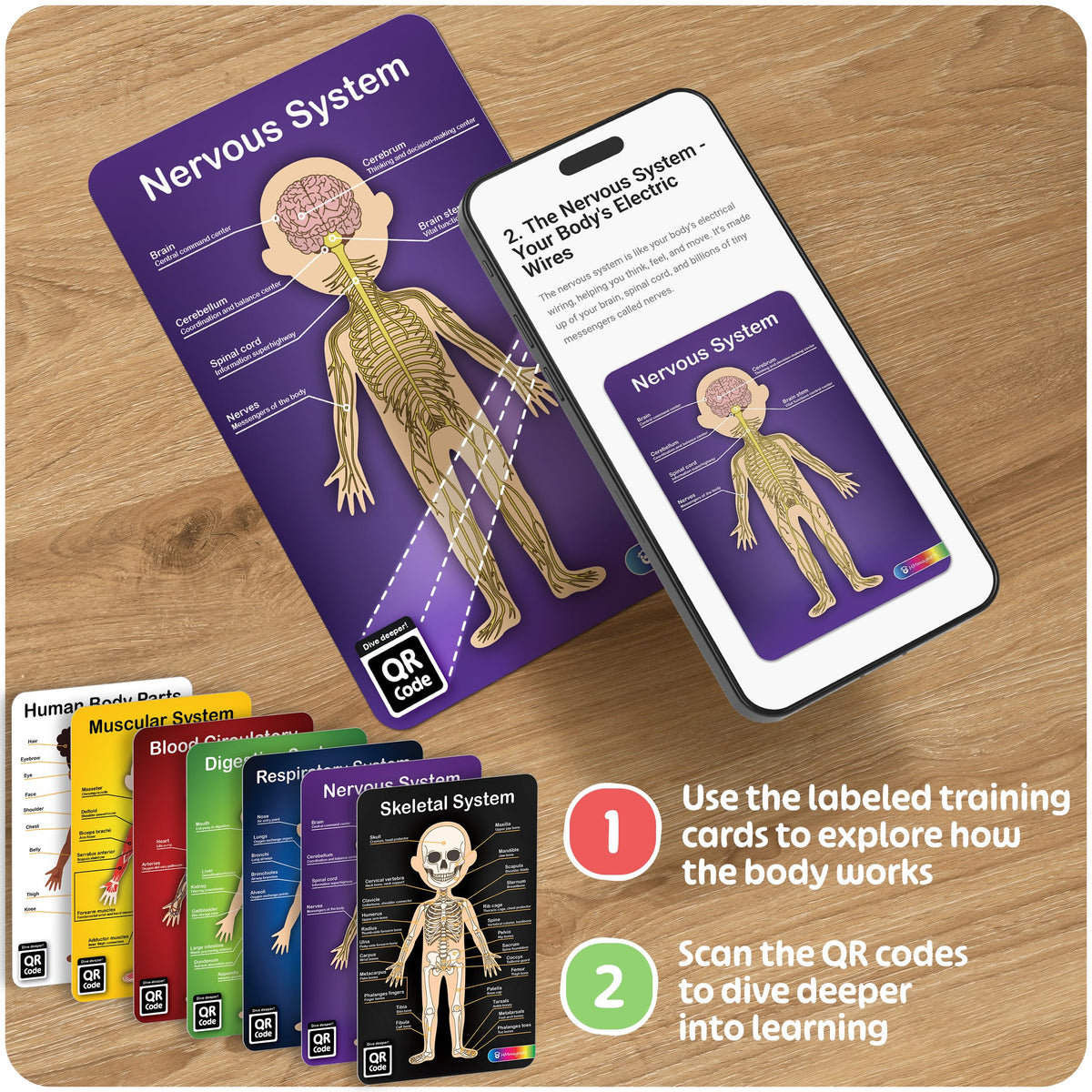 HMmagnets MyBody respiratory layer demonstrates airways and lungs