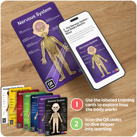 HMmagnets MyBody respiratory layer demonstrates airways and lungs