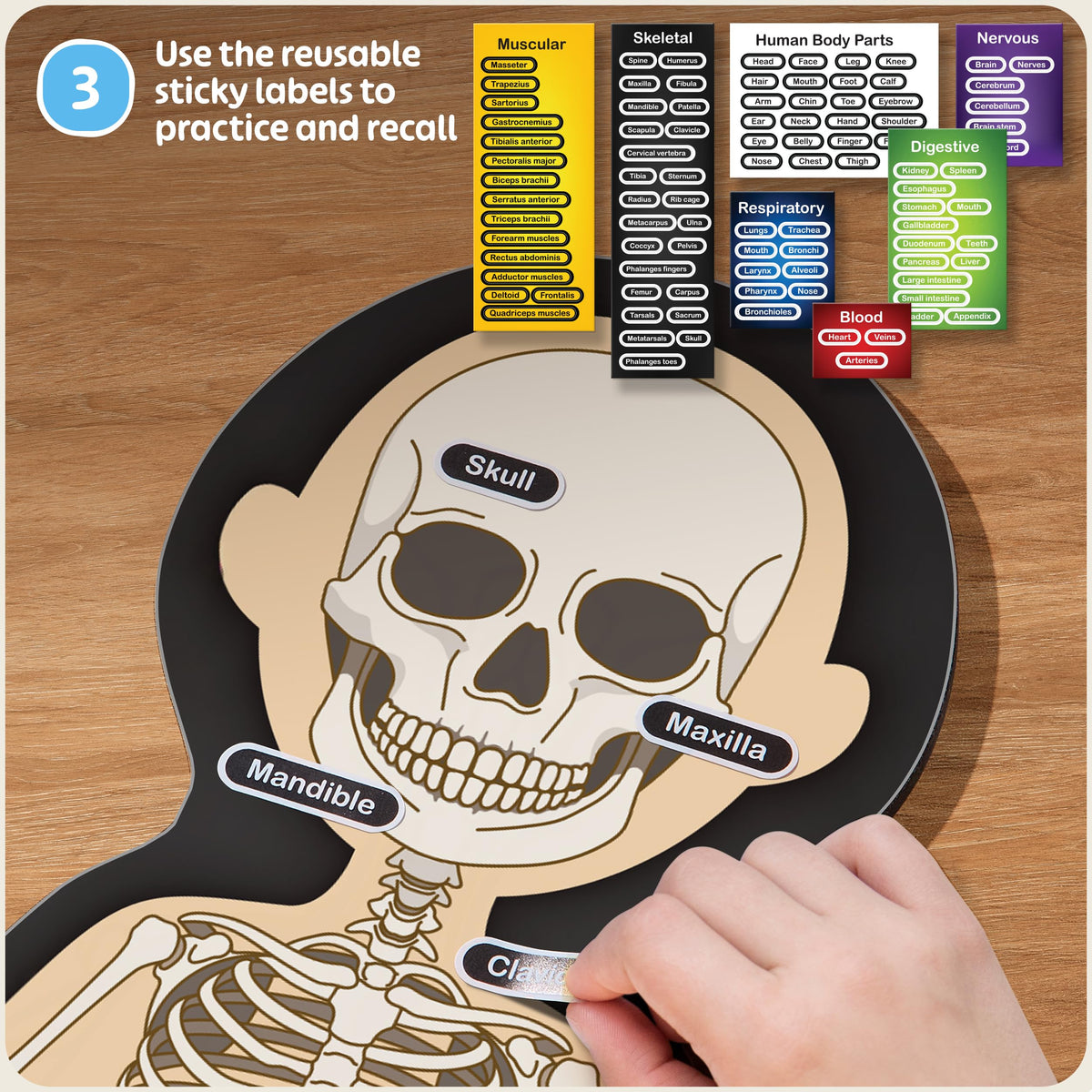 HMmagnets MyBody body parts pieces for display on surfaces