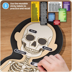 HMmagnets MyBody body parts pieces for display on surfaces