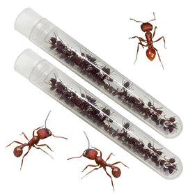 Insect Lore Ant Hill climbing surfaces showcase interactive exploration of ant tunnels.