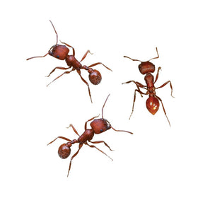 Insect Lore Ant Hill voucher pack demonstrates how to start with 50 harvester ants.