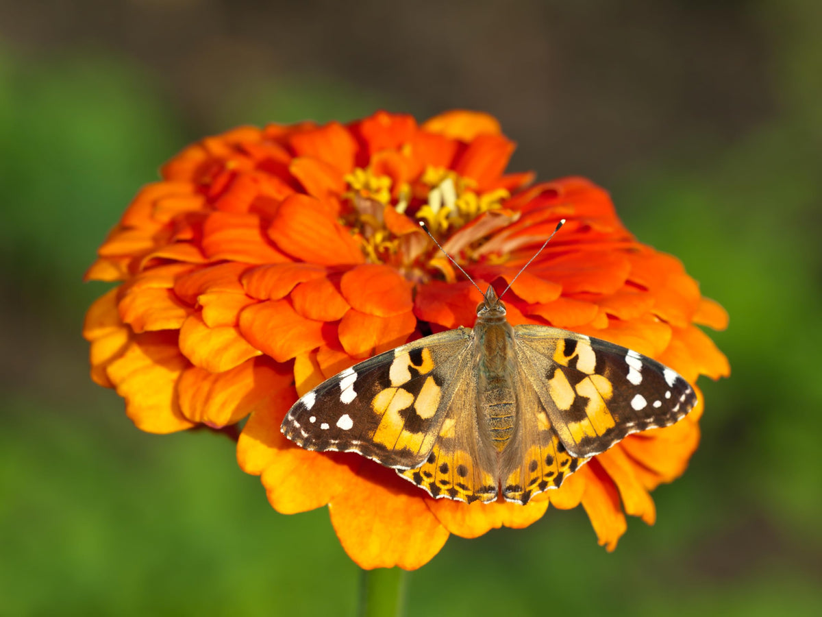 Insect Lore Butterfly Farm caterpillar food packets ensure caterpillars have energy