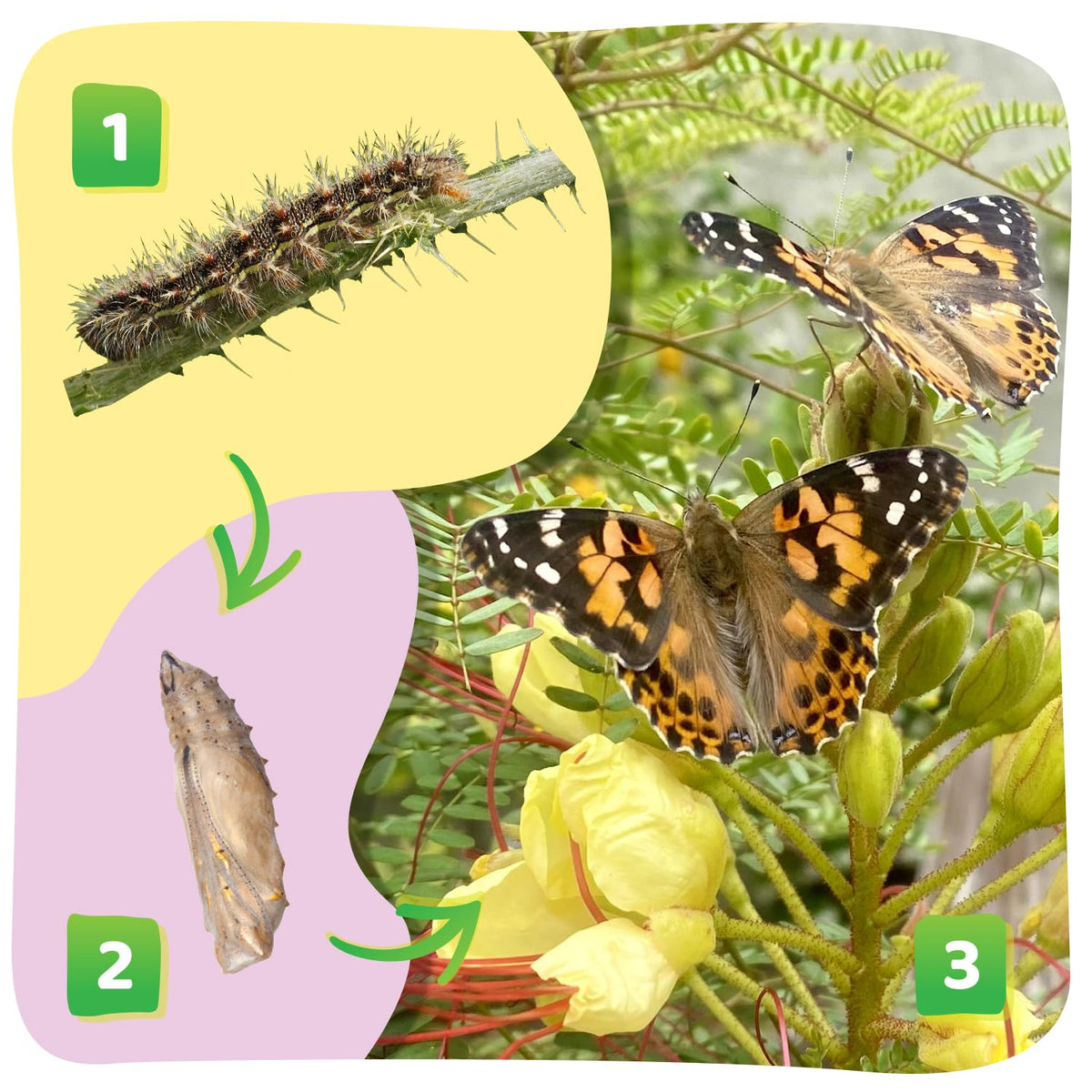 Insect Lore Butterfly Farm live caterpillars show metamorphosis in classroom-friendly setup