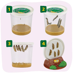 Insect Lore reusable butterfly feeder keeps nectar accessible for healthy butterflies.