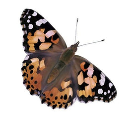 Insect Lore butterfly life cycle figurines illustrating stages.