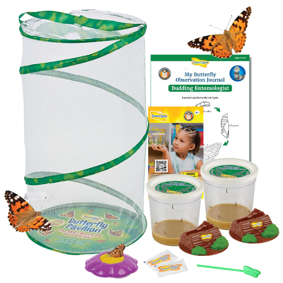 Insect Lore Butterfly Pavilion setup for home observation of caterpillars and butterflies.