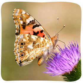 Insect Lore Butterfly Release Activity supports learning through real-life observation.