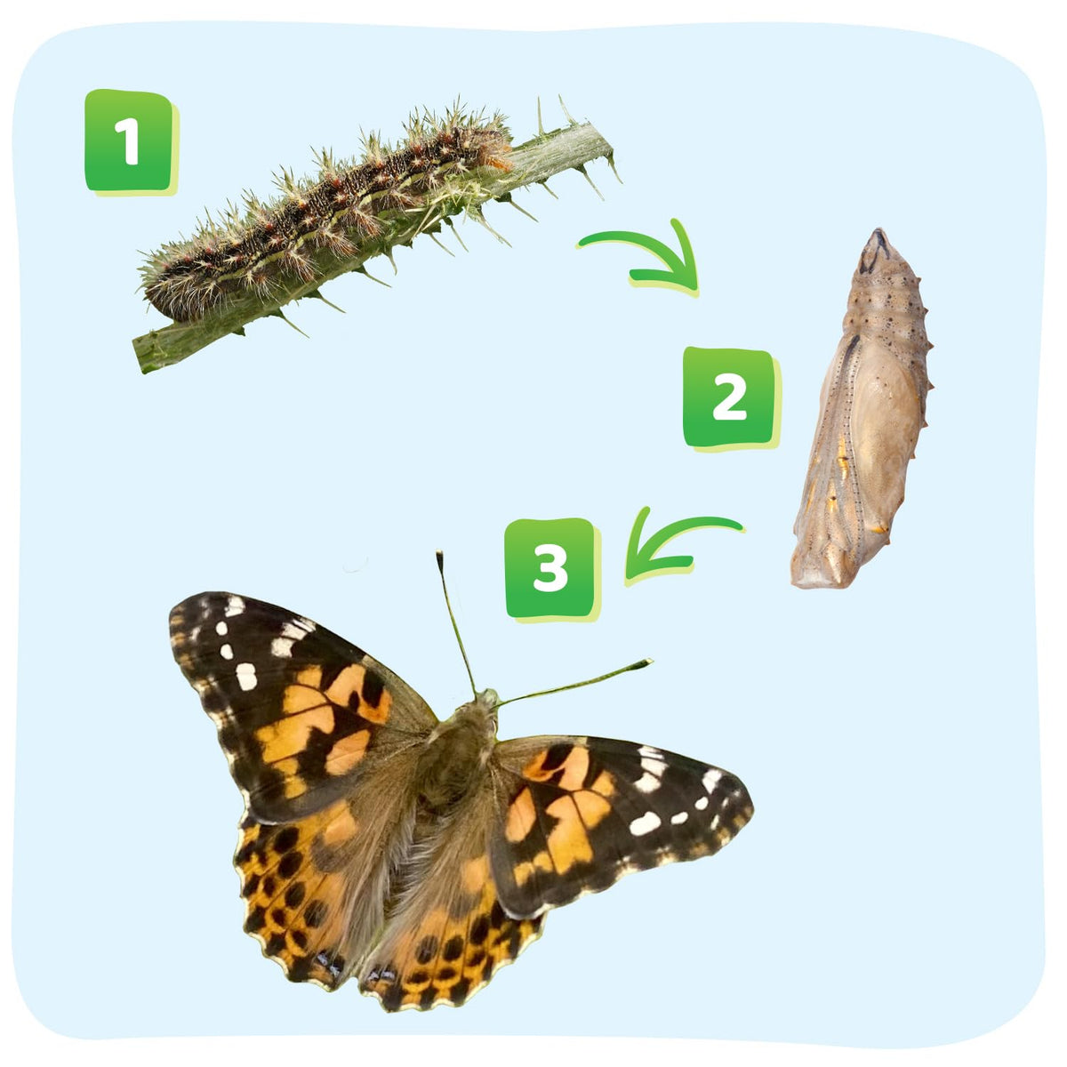 Caterpillar Instruction Guide from Insect Lore with care steps and milestones.