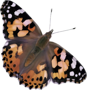 Insect Lore caterpillar quick guide: easy steps to nurture your butterflies