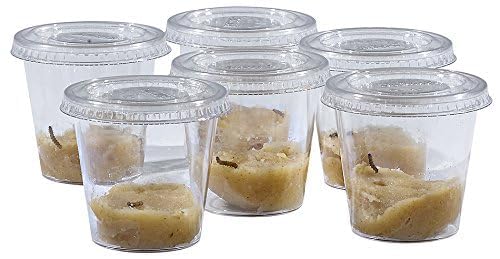 Insect Lore caterpillars in cups image highlights individual student observation.