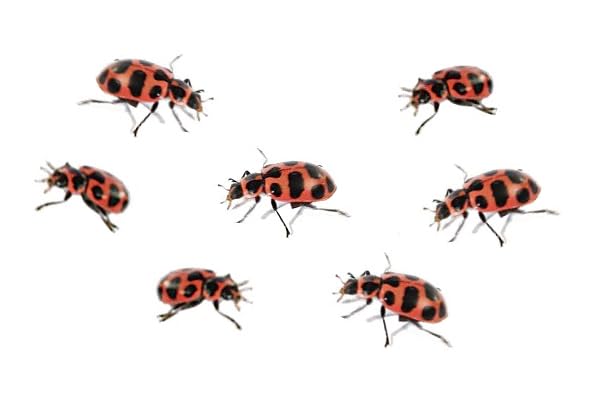 Insect Lore clear-dome kit highlights 360-view for detailed life-stage observations.