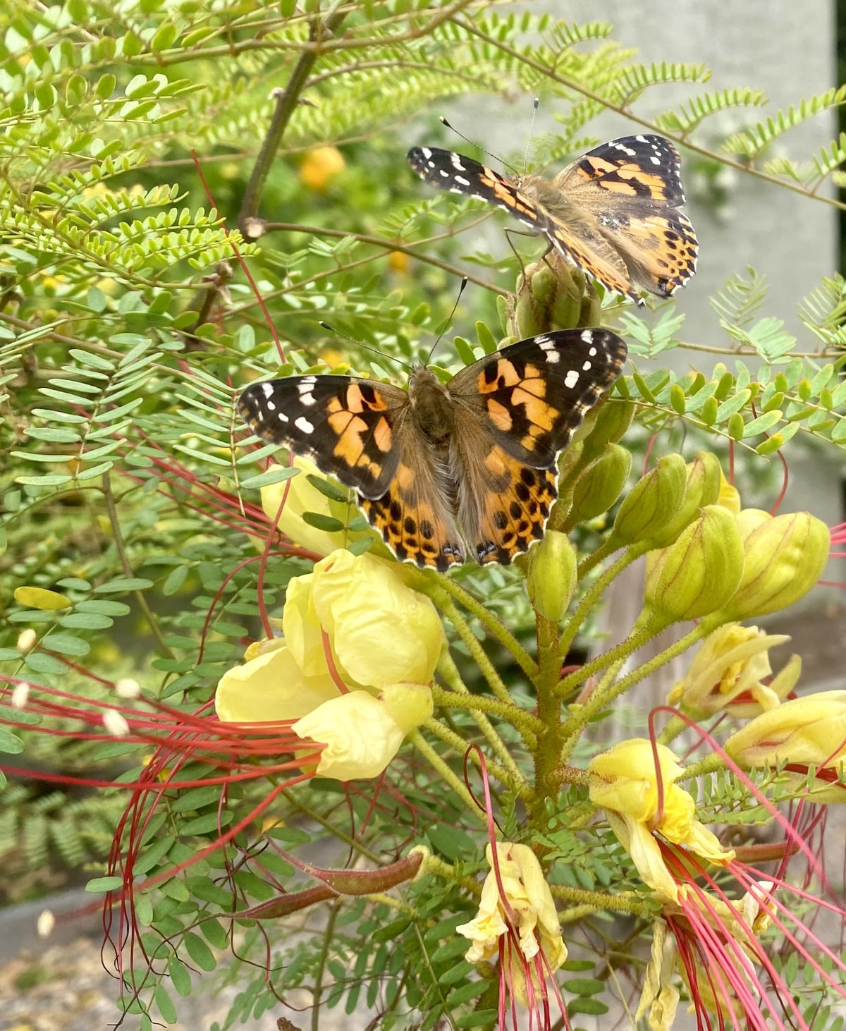 Insect Lore fed caterpillars in nest ideal for learning.