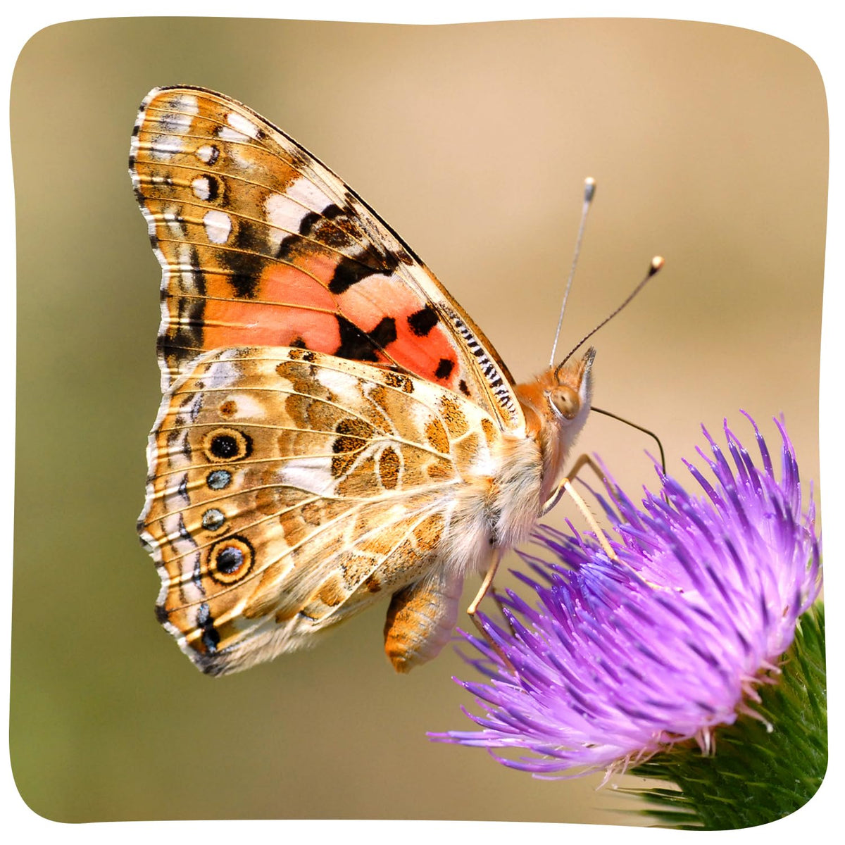Insect Lore flower shaped feeders provide a simple nectar source for healthy butterfly growth.