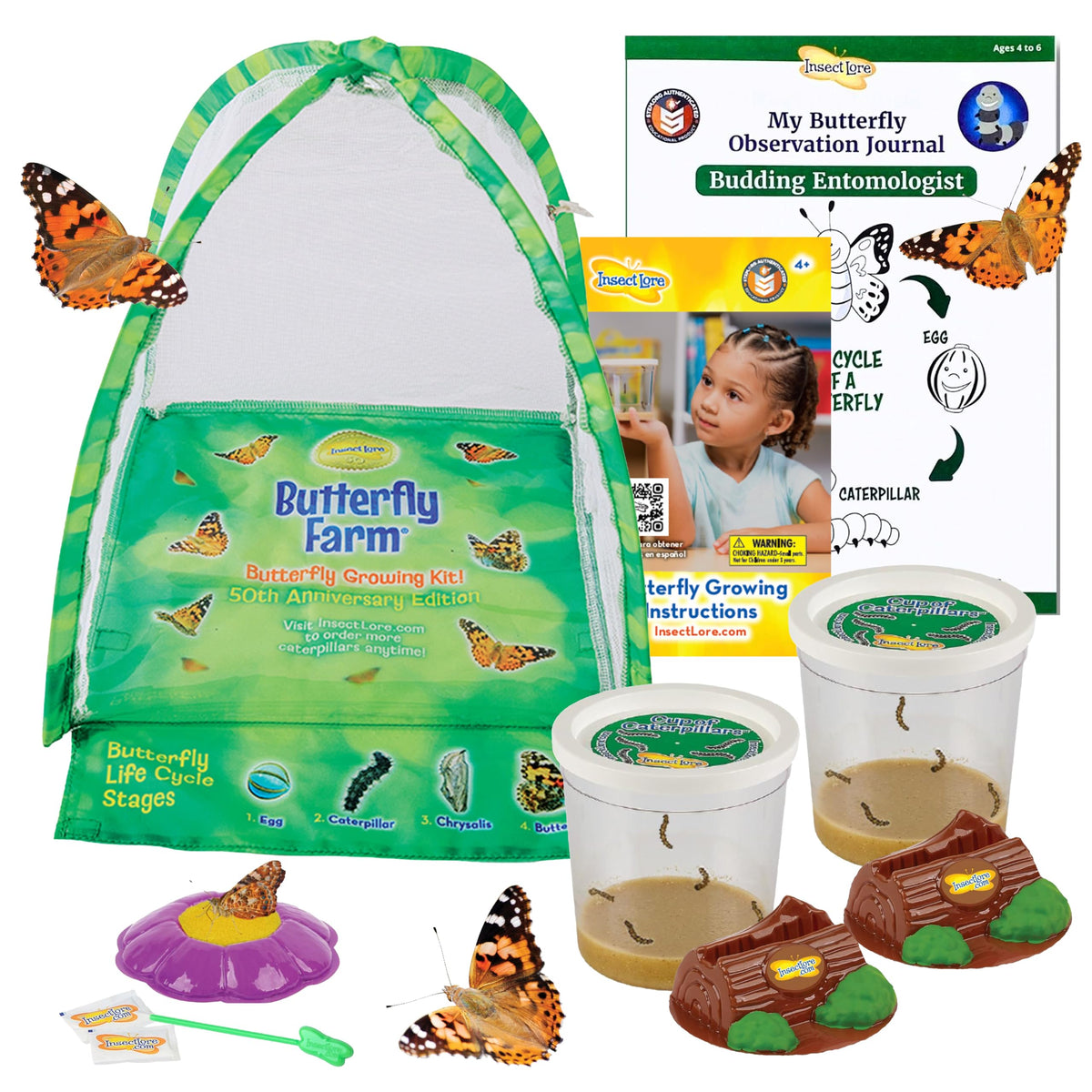 Insect Lore live Painted Lady caterpillars ready for metamorphosis observation at home.