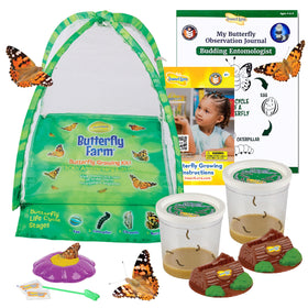 Insect Lore live Painted Lady caterpillars ready for metamorphosis observation at home.