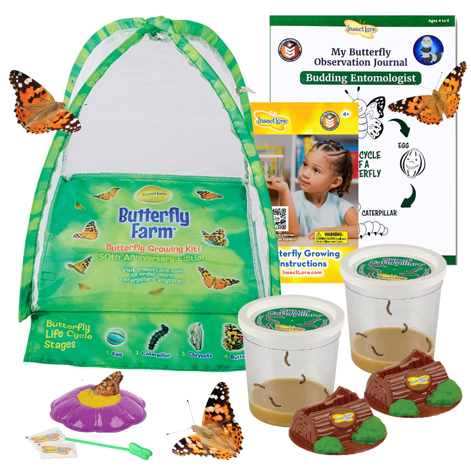 Insect Lore live Painted Lady caterpillars ready for metamorphosis observation at home.