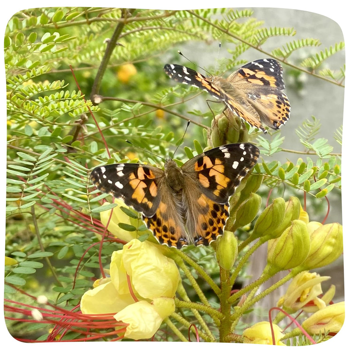 Insect Lore live-caterpillars ready-to-grow visual guide for kids.