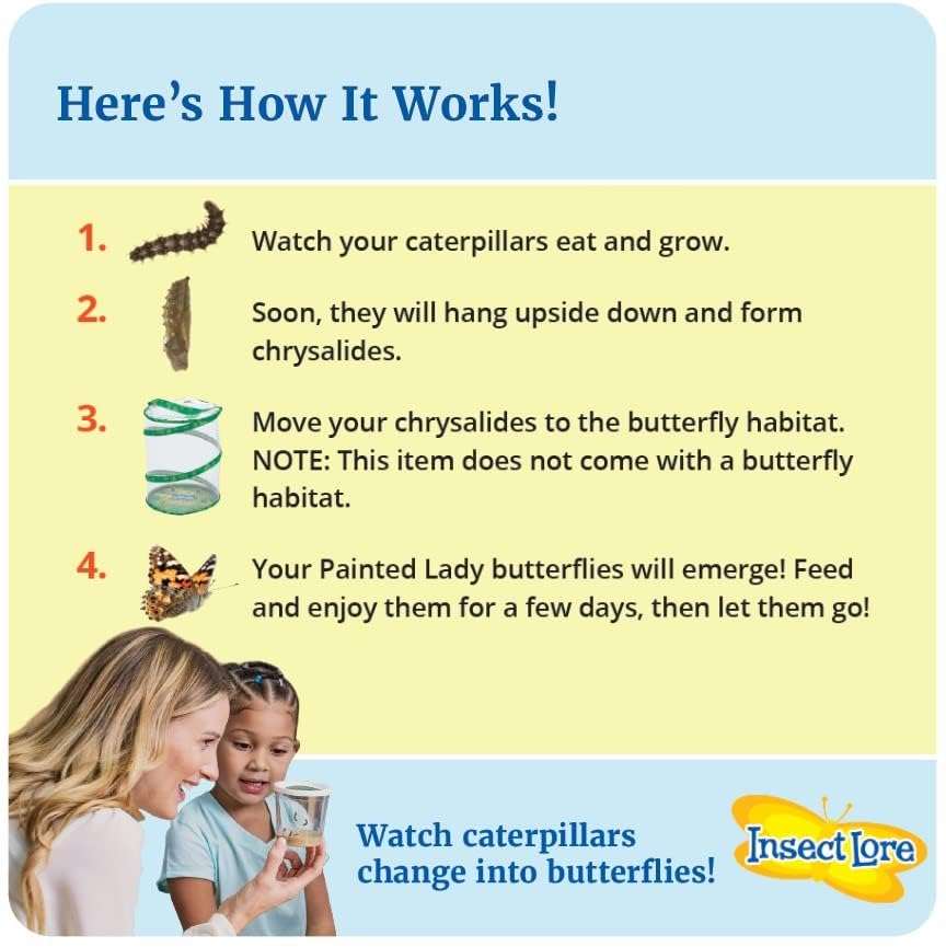 Insect Lore Painted Lady caterpillars with food for classroom study.