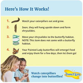 Insect Lore Painted Lady caterpillars with food for classroom study.