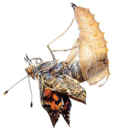 Insect Lore Painted Lady caterpillars: observe early stages of metamorphosis and curiosity