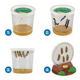 Insect Lore Painted Lady metamorphosis visual, a hands-on classroom science project.
