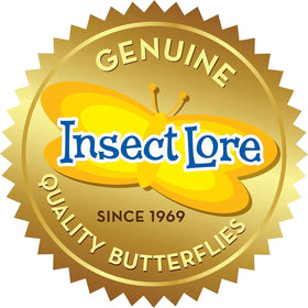 Insect Lore read me insert: practical care tips for a smooth caterpillar experience