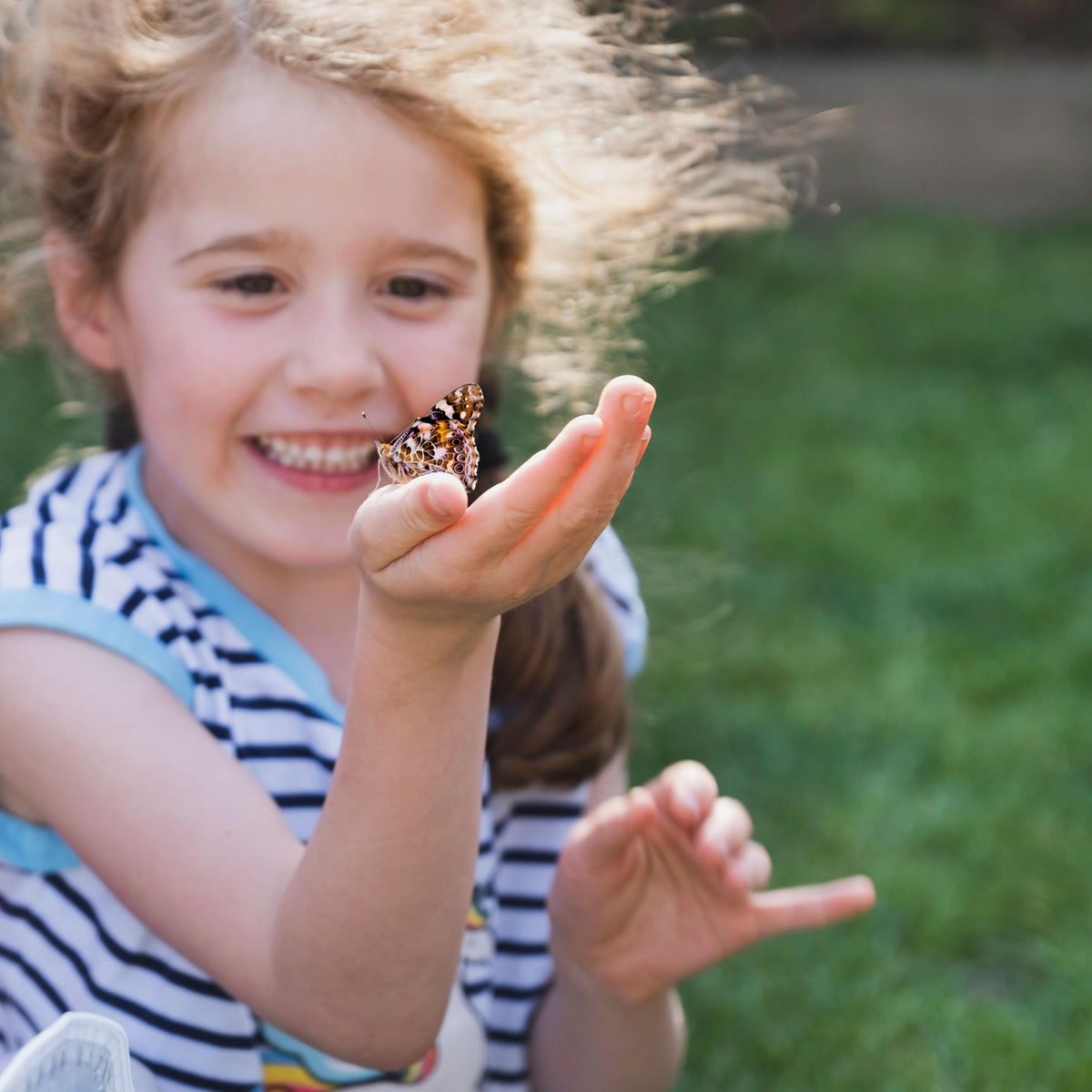Insect Lore release-and-memories kit enables families to observe, rear, and release Painted Lady butterflies.