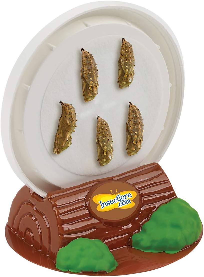 Insect Lore STEM Journal tracks metamorphosis progress and fosters curiosity.