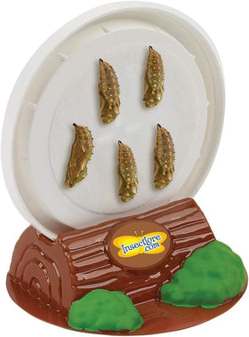 Insect Lore STEM Journal tracks metamorphosis progress and fosters curiosity.