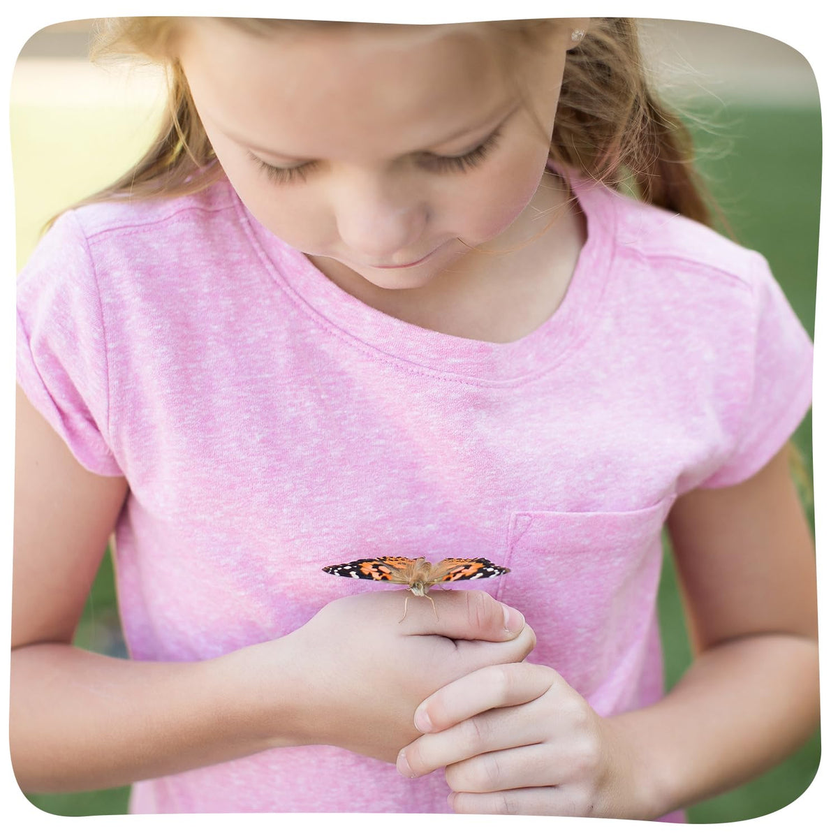 Sugar packets provide butterfly nectar essentials for a thriving observation.