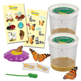 Insect Lore Two Cups of Caterpillars Deluxe: cups with live caterpillars for hands-on observation.