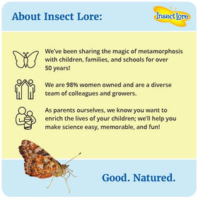 Insect Lore Two Cups of Caterpillars Deluxe: butterflies emerging as a memorable classroom moment.