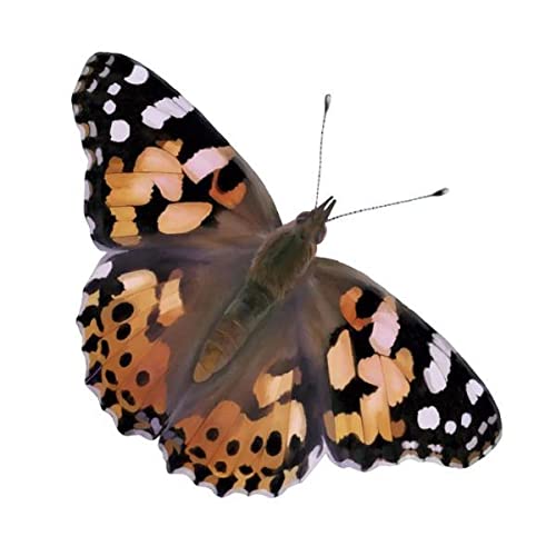 Insect Lore Two Cups of Caterpillars Deluxe: stickers to track their progress and milestones.