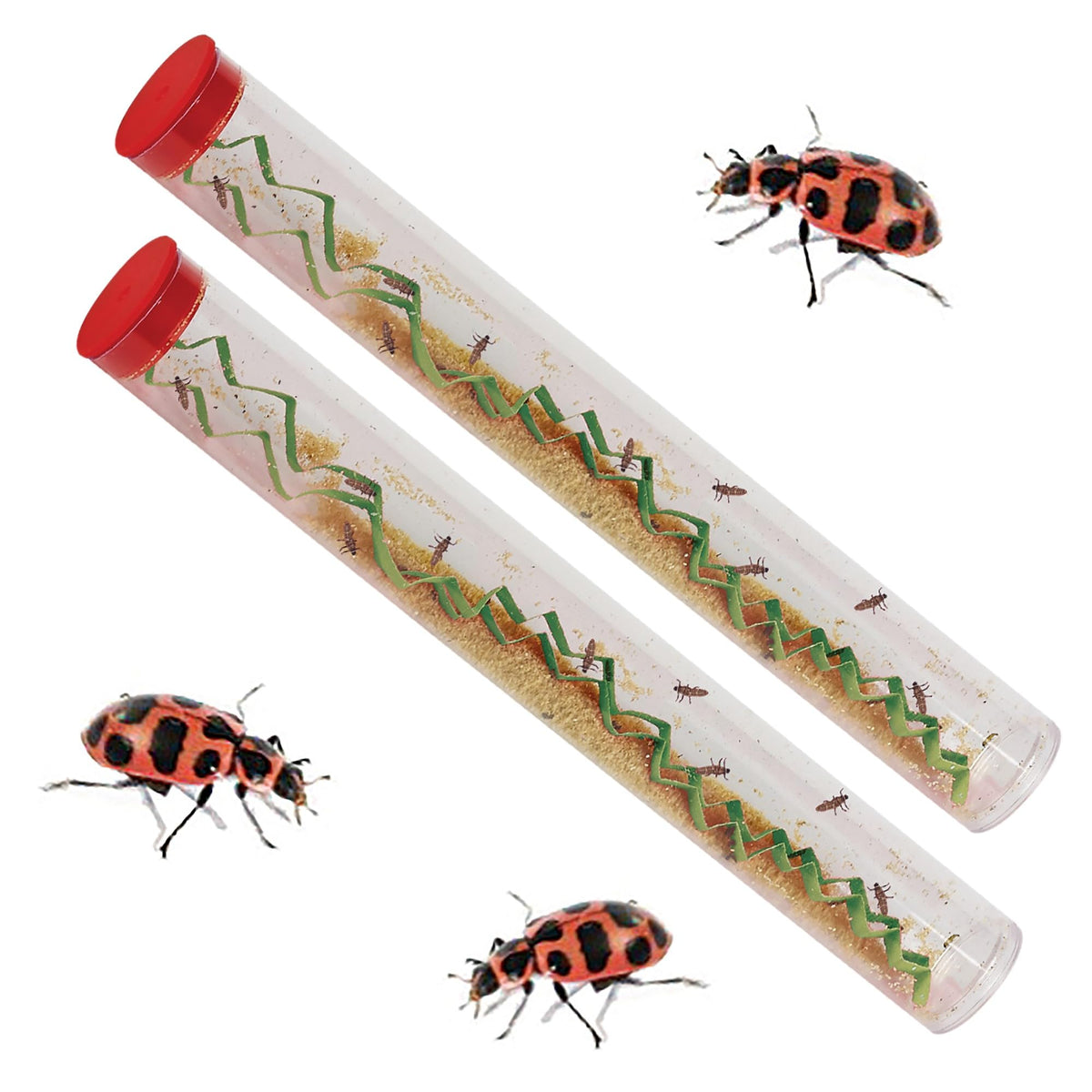 Insect Lore two tubes of live pink spotted ladybug larvae for classroom observation.