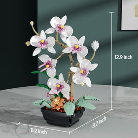 itshWOee orchid decoration display in a bright living space