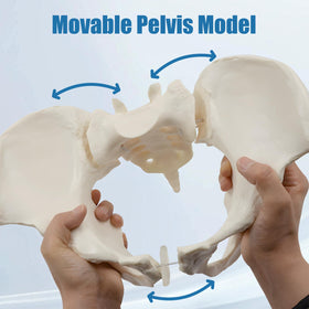 JNMFTD pelvis with elastic cords enables flexible movement during anatomy learning.
