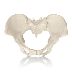 JNMFTD life-size female pelvis model for realistic anatomy demonstration.