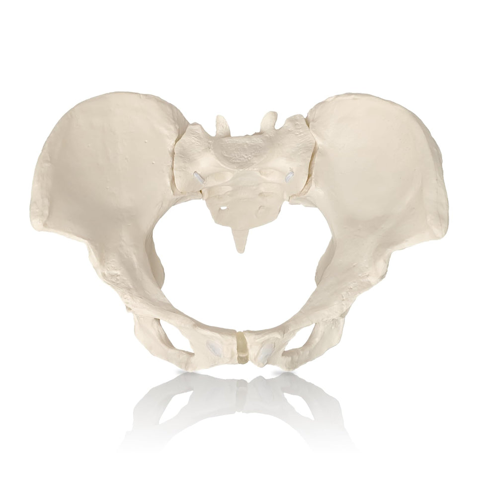 JNMFTD life-size female pelvis model for realistic anatomy demonstration.