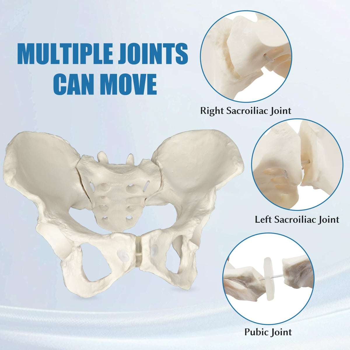 JNMFTD pelvis anatomy structure visual for patient education and professional demonstrations.