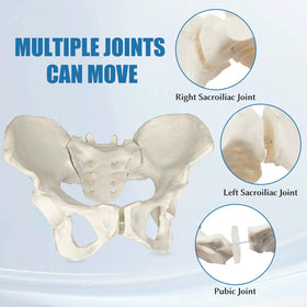 JNMFTD pelvis anatomy structure visual for patient education and professional demonstrations.