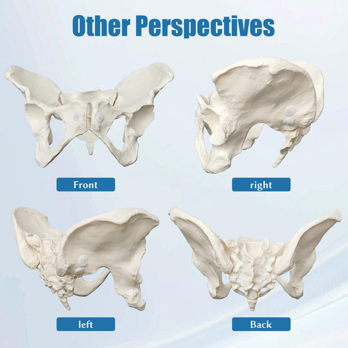 JNMFTD portable 3D pelvis mannequin fits in a bag for on-the-go teaching.