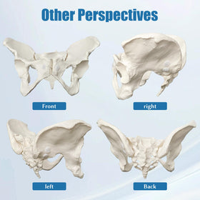 JNMFTD portable 3D pelvis mannequin fits in a bag for on-the-go teaching.