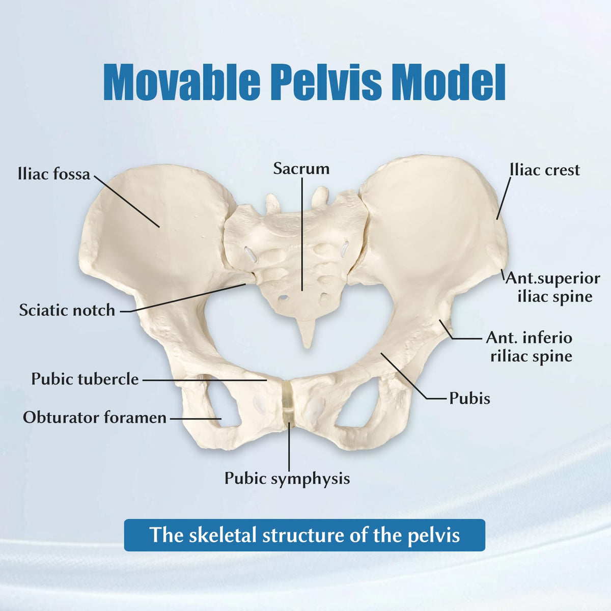 JNMFTD PVC bones offer durable realism for repeated classroom use.