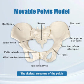 JNMFTD PVC bones offer durable realism for repeated classroom use.