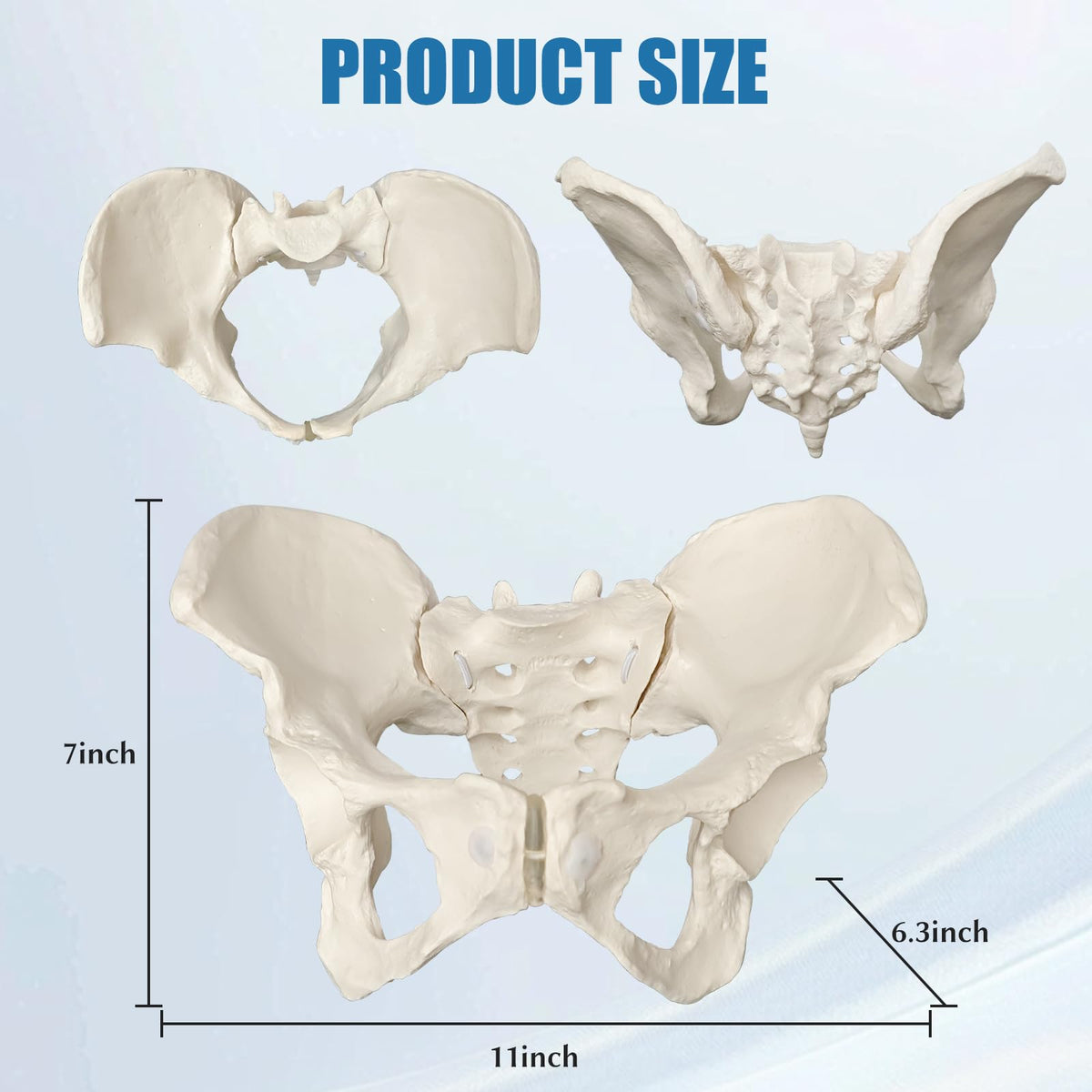 JNMFTD rubber cartilage highlights pelvic joint features for realistic demos.