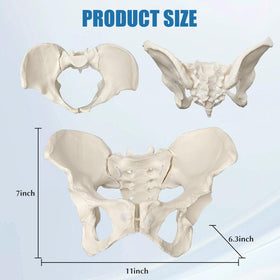 JNMFTD rubber cartilage highlights pelvic joint features for realistic demos.