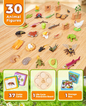 JoyCat frog figure supports hands-on science play and curiosity.